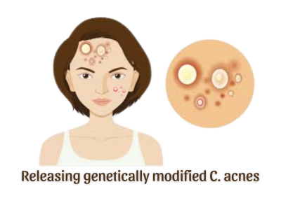 Releasing genetically modified C.acnes onto the skin.